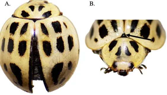 Figura 19. Egleis adjuncta- A. Habitus, vista dorsal; B. Escutelo negro  