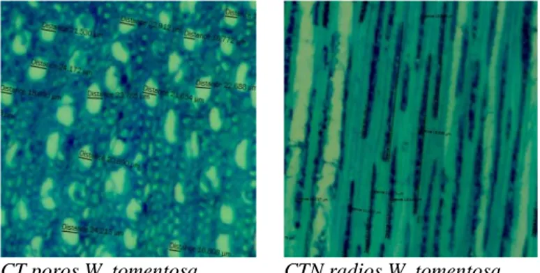 Figura 2 Dendrograma de distancias funcionales en rasgos anatómicos de madera basadas en  el índice de similitud Bray-Curtis