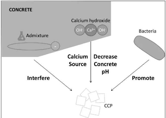 Figure 2-1 Schematic representation of the hypothesis 