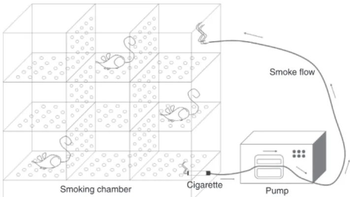 Figure 1 | Diagram of the smoking chamber and smoke ﬂow. A peristaltic pump was used to suck the smoke from the cigarette and redirect it into the chamber again