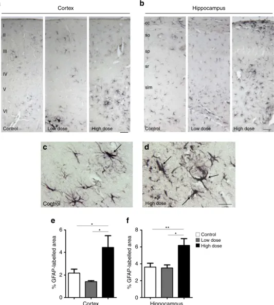 Figure 6 | Reactive astrogliosis is augmented in high-dose smoke-treated animals. Light microscopic images of GFAP-immunoreactivity (speciﬁc for astroglial cells) shown in cortex (a) and hippocampus (b) of control, low-dose and high-dose cigarette smoke-tr