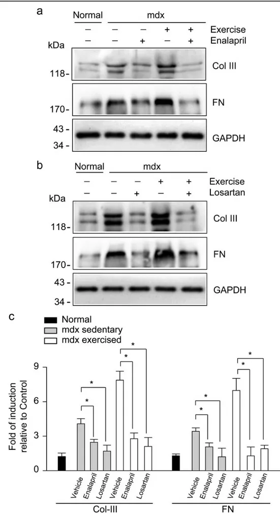 Fig. 3 Enalapril treatment decreases fibrosis in dystrophic skeletal muscle. Collagen III (Col III) and fibronectin (FN) protein levels were detected by Western blot analysis in extracts obtained from the