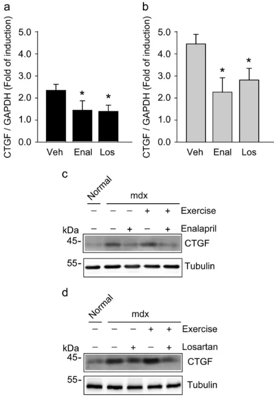 Fig. 6 Increment of connective tissue growth factor (CTGF) expression in dystrophic skeletal muscles are reduced by enalapril