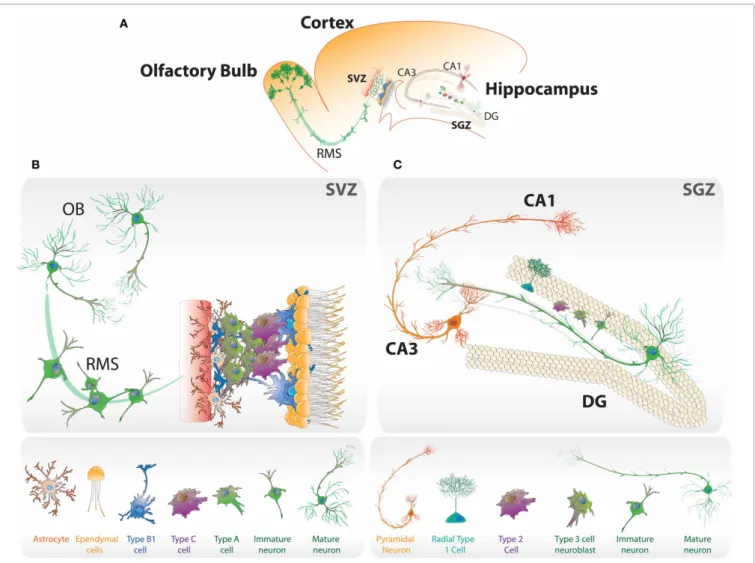 FIGURE 1 | Neurogenic niches in the adult brain. (A) Schematic representation of the neurogenic regions in the adult rodent brain: the subgranular zone (SGZ) in dentate gyrus (DG) of the hippocampus, and the subventricular zone (SVZ) in the later wall of t