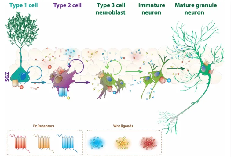 FIGURE 2 | Specific Wnt receptors could regulate the progression of neurogenesis in the hippocampus