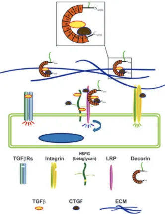 Fig. 1. The profibrotic growth factors TGF- b and CTGF share several elements, suggesting a common signaling/regulatory complex