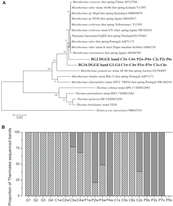 Fig. 6 a Thermales phylogenetic reconstruction including sequences retrieved from partial 16S rRNA sequences obtained from DGGE bands using universal bacterial primers