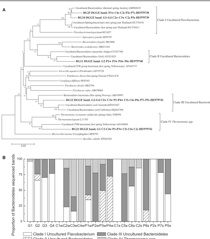 Fig. 7 a Bacteroidetes phylogenetic reconstruction including partial 16S rRNA sequences retrieved from DGGE bands using universal bacterial primers