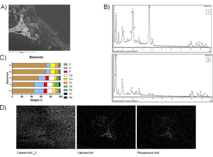 Fig 7. Energy dispersive X-ray (EDX) analysis performed on the type I collagen (Col I) constructs