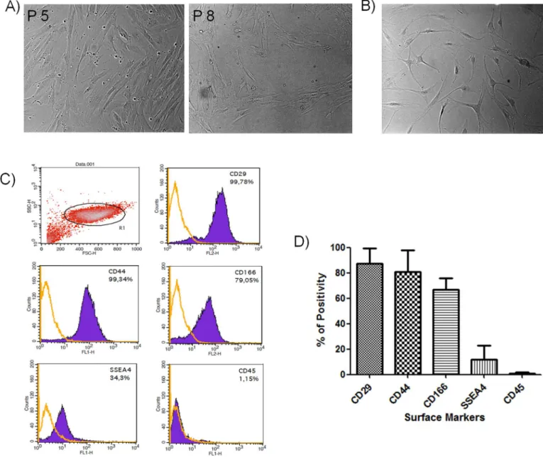 Fig 1. Morphologic and phenotypic characterization of oBMSCs. (A) Image of ovine bone marrow mesenchymal stromal cells at passage 5 and 8 isolated from iliac crest aspirates