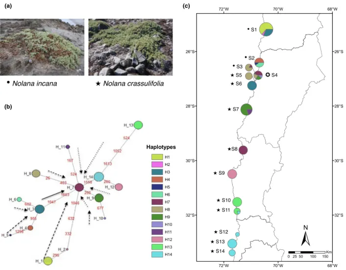 Figure 1 Geographical distribution and genealogical relationships of the 14 cpDNA haplotypes recovered from 14 populations of Nolana incana and N