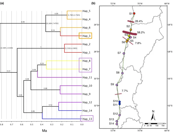 Figure 2 Geographical relationships among haplotypes of Nolana in Chile. (a) Bayesian chronogram of haplotypes; axis scale represents million years ago (Ma); numbers above branches represent posterior probabilities; only 95% intervals of nodes with posteri