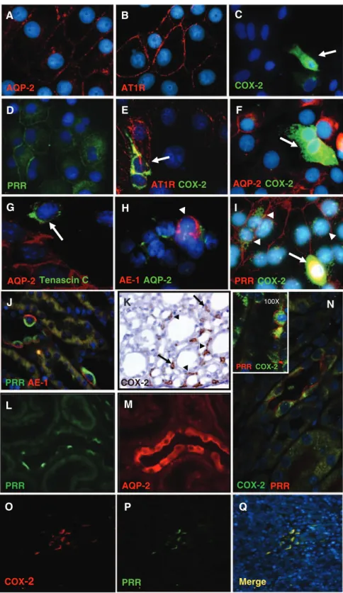 Figure 1. Characterization of long-term  rat inner medullary (IM) cells (A–I). IM  cells show specific immunoexpression  of AQP-2 (red; A), AT 1 R (red; B),  COX-2 (green; C), and PRR (green; D)