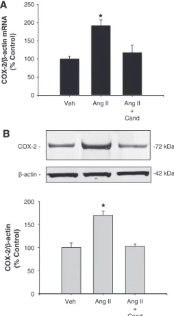 Figure 2. Cyclooxygenase-2 (COX-2) mRNA (A) and protein  levels (B) levels were augmented after 6 h of angiotensin II (AngII)  treatment; candesartan (Cand; 1 µmol/L) blocks this effect