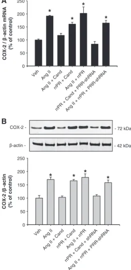 Figure 4. Prorenin receptor (PRR) knockdown suppressed the  PRR-mediated upregulation of cyclooxygenase-2 (COX-2) in  inner medullary (IM) cells
