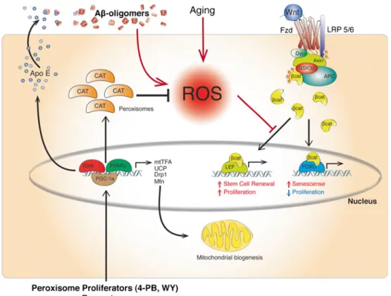 Fig. 3 RXR/PPAR-based therapy model. According to current infor- infor-mation as well as our recent results, it is possible to hypothesize a more complex mechanism of action of an RXR/PPAR-based therapy