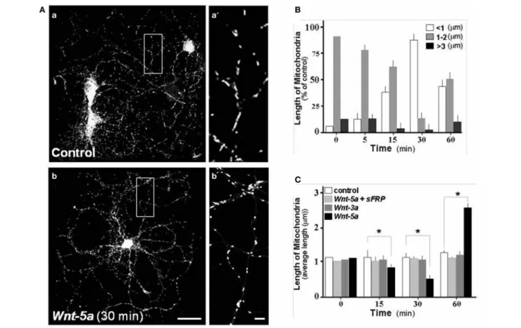 FIGURE 3 | Wnt-5a modulates mitochondrial dynamics in