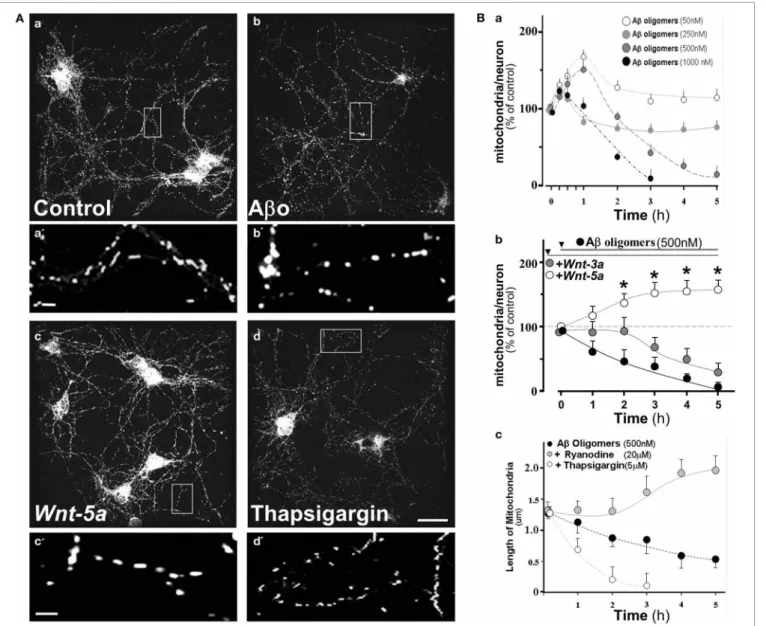 FIGURE 4 | A β oligomers modify mitochondrial dynamics in hippocampal neurons, Wnt-5a ligand protects and stabilizes mitochondrial membrane potential from such effects