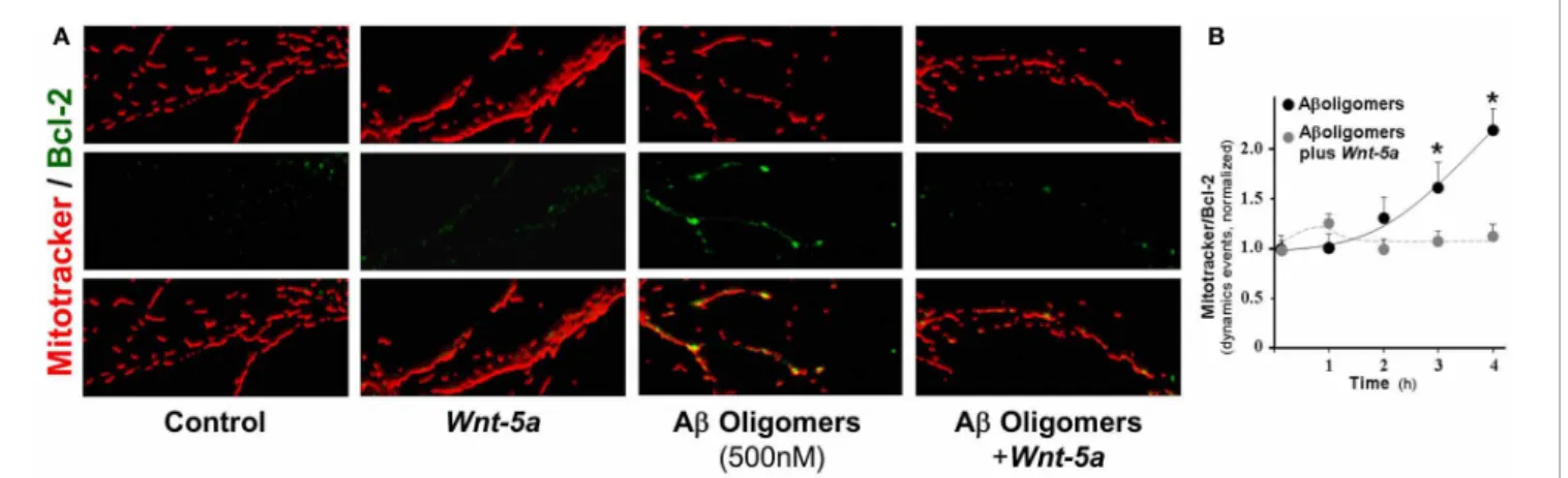 FIGURE 5 | Wnt-5a prevents Bcl-2 increase triggered by Aβo in mitochondrial compartments