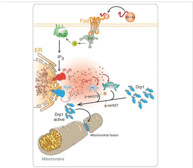 FIGURE 6 | Possible role of non-canonical Wnt/Ca 2+ pathway in mitochondrial dynamics
