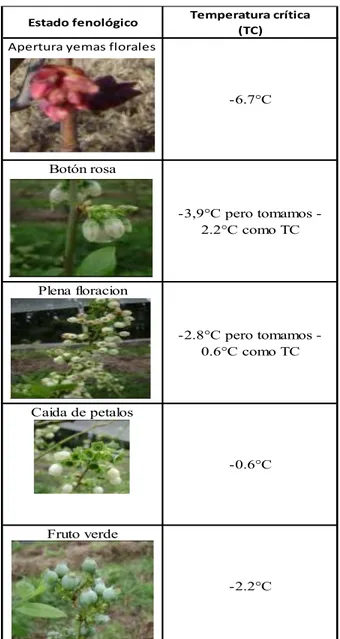 Tabla 11 Temperaturas críticas según estado fenológico en el cultivo de arándanos.                 Fuente:(Gordó, 2008) 