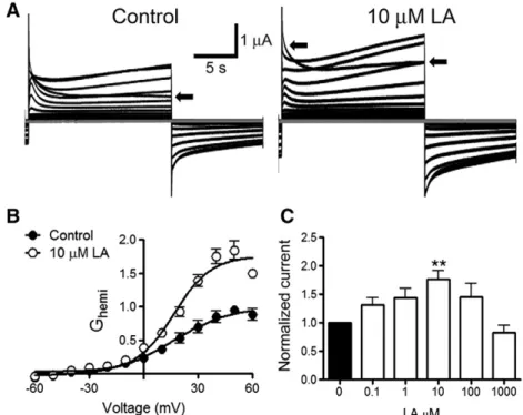 Fig. 8. LA increases Cx26 HC currents. A: Representative whole-cell current records from Xenopus oocytes previously (48 h before) injected with Cx26 cRNA under control condi- condi-tions (left) or treated with 10 μM LA (right)