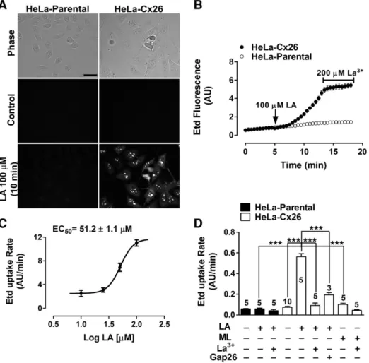 Fig. 1. LA increases ethidium (Edt) uptake in HeLa- Cx26 but not in HeLa-Parental cells