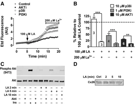 Fig. 3. LA increases the intracellular Ca 2+ signal in HeLa-Cx26 cells: Representative experiments showing pseudo color images of Ca 2+ signals in HeLa-Cx26 cells loaded with Fura-2 (changes in intracellular Ca 2+ signals are expressed as the Fura-2 ﬂuores
