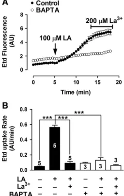 Fig. 3D), which was followed by a slow and progressive increase after about 7.5 min (indicated with the number 2 in Fig