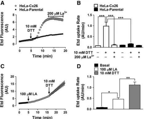 Fig. 7. DTT, a sulfhydryl group reducing agent, increases the Etd uptake in HeLa-Cx26 cells and its effect is additive to that of LA