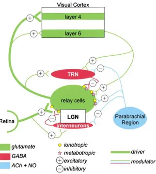 Fig.  2.5    Representación  esquemática  de  la  vía  visual,  mostrando  las  aferencias  principales  (retina)  y  moduladoras (NRT, Tronco Encefálico-PBR y Corteza Visual), indicándose en el caso de éstas últimas, cuales  son inhibidoras (-) y cuales e