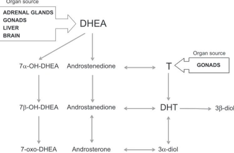 Fig. 1. Metabolism of circulating androgens in peripheral human cells. Con- Con-version of testosterone to dihydrotestosterone (DHT) is the preferred androgen metabolism pathway before androgen deprivation therapry (ADT) and in androgen-stimulated prostate