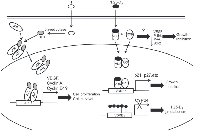 Fig. 2. Effects of androgen receptor (AR) and vitamin D receptor (VDR) signaling activation in prostatic tumor endothelium
