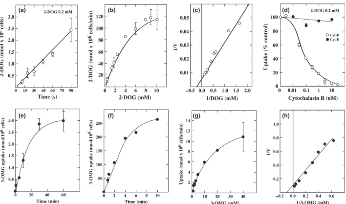 Fig. 4 Kinetic characterization of glucose transport in primary cultures of human choroid plexus papilloma (HCPP)