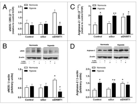 Figure 8. Effect of DNMT1 silencing on the response to hypoxia in IUGR-hUVEc. 