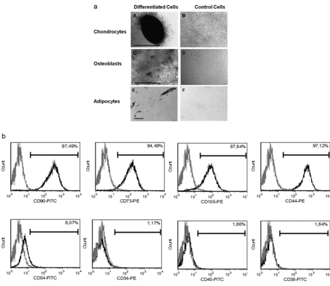 Figure 1 Characterization of AD-MSCs