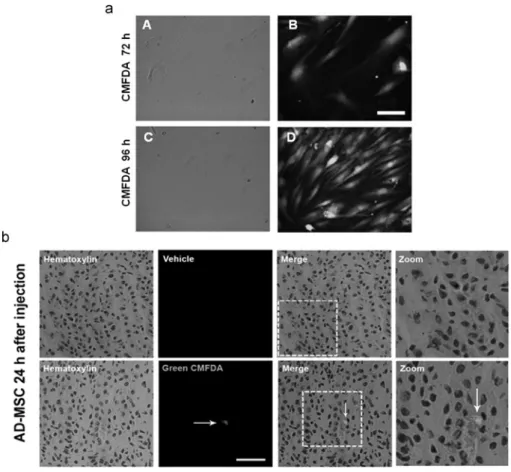 Figure 2 MSCs retain Green CMFDA in vitro and dye tracking in vivo