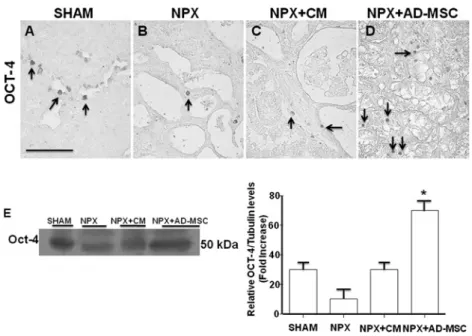 Figure 3 Expression and localization of renal SCs