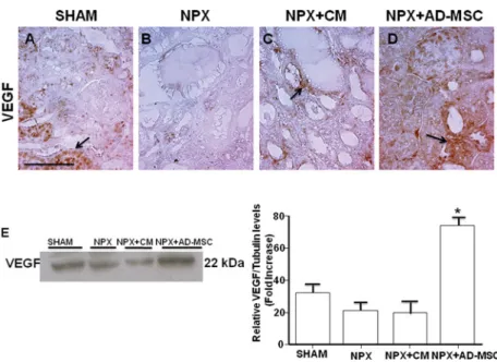Figure 6 Immunolocalization and expression of endothelial cell markers during AD-MSCs induced recovery in CKD Sham, NPX, NPX + CM and NPX + AD-MSCs samples were stained for angiogenic factor VEGF (A–D)