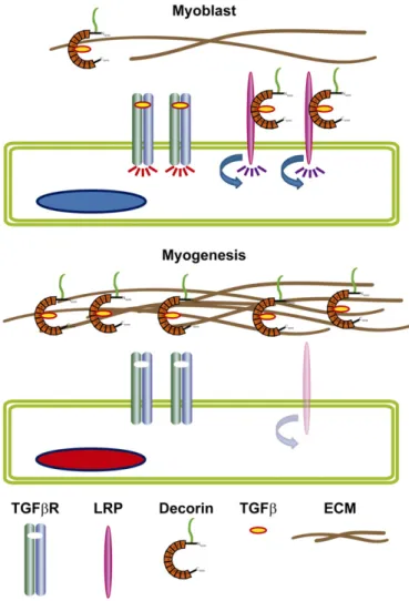 Fig. 3. The TGFβ dependent signalling is regulated by decorin and LRP during the skeletal muscle differentiation
