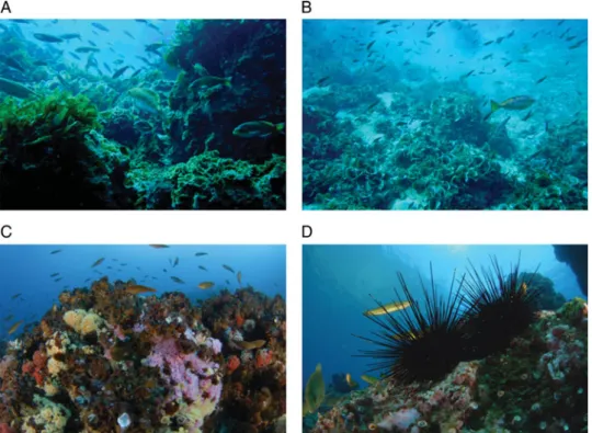 Fig. 1. Major habitats of subtidal environment of the island of Robinson Crusoe. (A) (date: 9/18/2007, depth: 8 m, visibility: 12.5 m, bottom temperature: 13.38C) and (B) (date: 10/1/2007, depth: 9 m, visibility: 16 m, bottom temperature: 13.48C) correspon