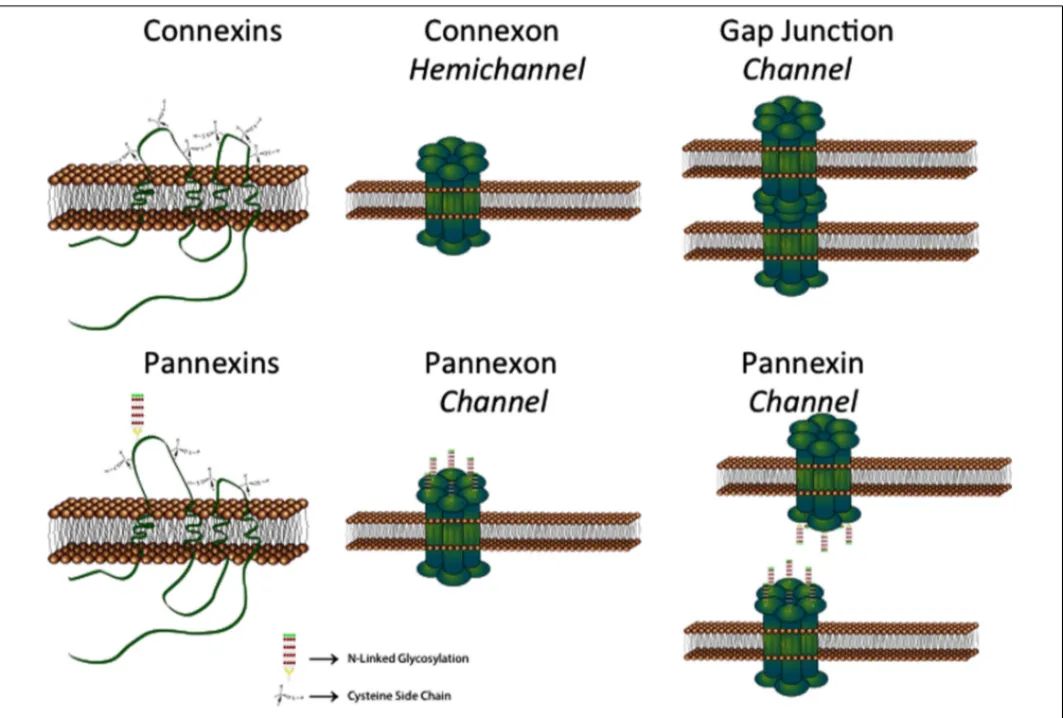 FIGURE 1 | Schematic showing that connexins can from both hemichannels and gap junction channels