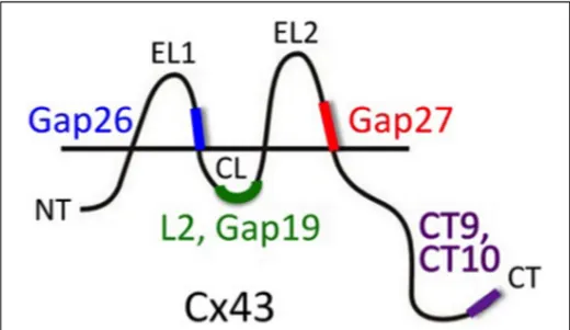 FIGURE 2 | Peptide tools to interfere with Cx hemichannel function.