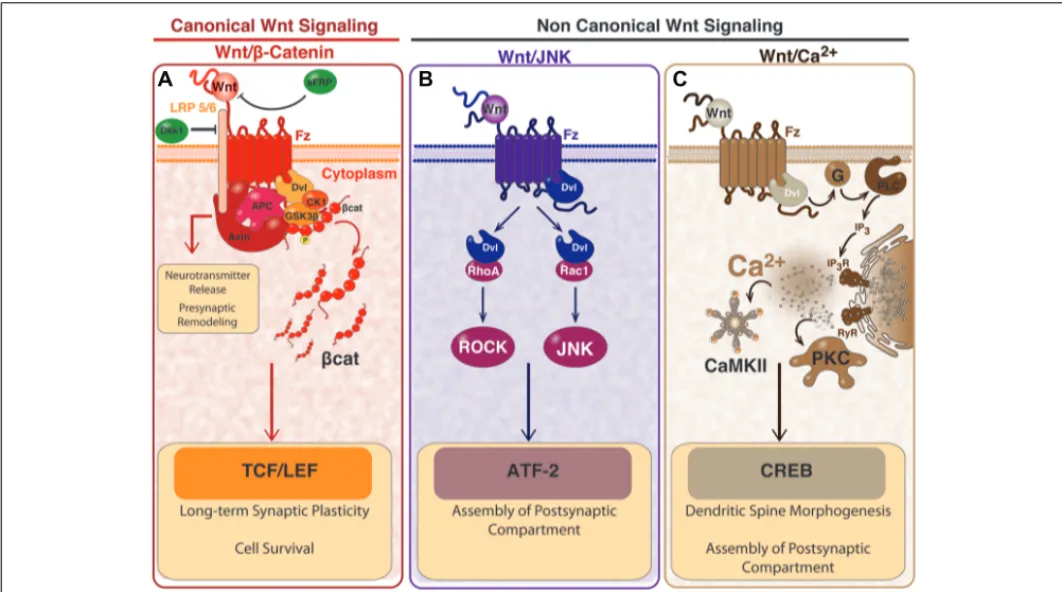 FIGURE 1 | Wnt signaling pathways and the effects in mature synapses.