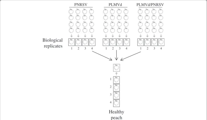 Figure 1 Experimental design for microarray hybridizations. Samples tested positive for either PNRSV, PLMVd, both pathogens