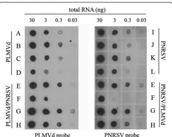 Figure 2 Comparison of the amount of virus/viroid in infected plants by non-isotopic molecular hybridization