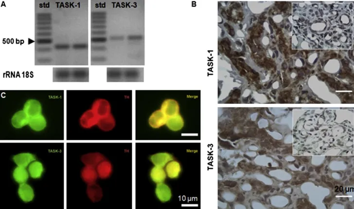 Fig. 2. Expression of TASK-1 and TASK-3 channel subunits in the CB chemoreceptor cells from adult rats
