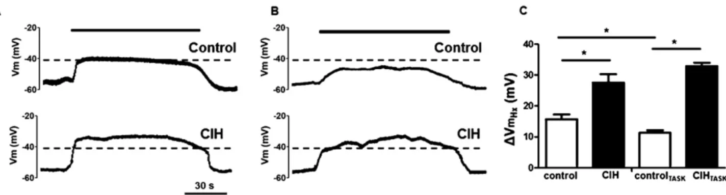 Fig. 5. Effect of CIH on CB cell depolarization induced by acute hypoxia. Recording of membrane potential during acute hypoxic stimuli (bar) in a control and in a CIH-treated cell in the absence (A) and presence (B) of 4-AP and TEA in the bath solution