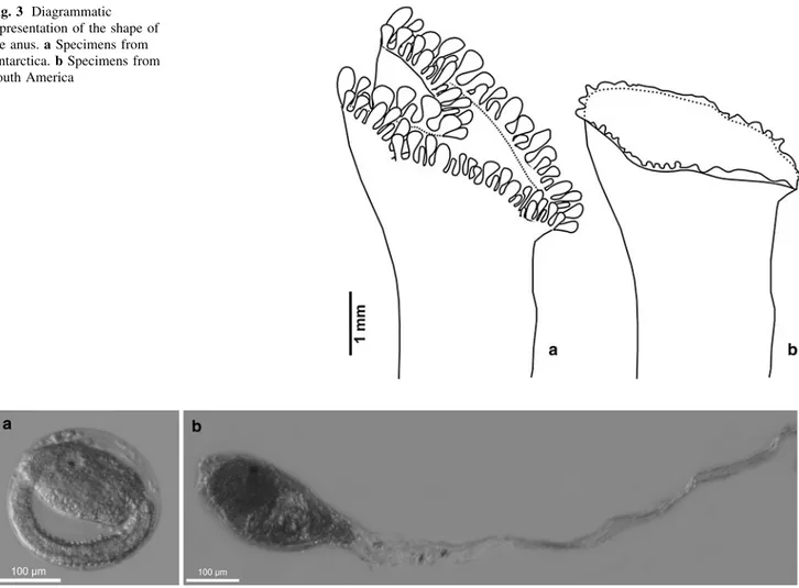 Fig. 4 Detail of larvae. a Larvae from LG specimens. b Larvae from PC specimens