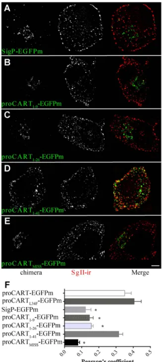 Figure 2. Subcellular distribution of CART-EGFPm fusion proteins. Confocal images of PC12 cells transfected with SigP-EGFPm (A), proCART 1–9 -EGFPm (B), proCART 1–26 -EGFPm (C), proCART 1–41  -EGFPm (D) or proCART MISS -EGFPm (E) expression vectors